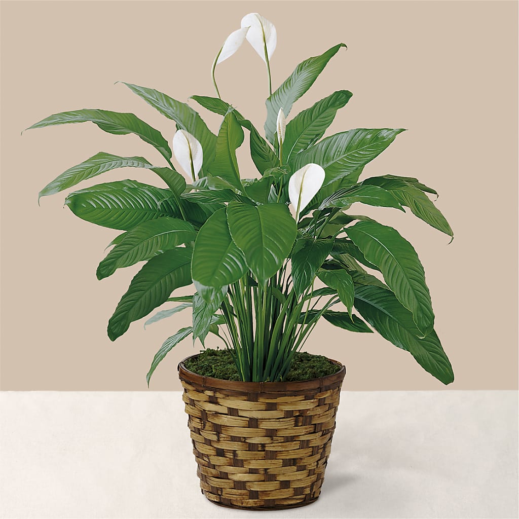Tranquil Moments Peace Lily Plant – CHURCHLAND'S VILLAGE FLOWER SHOP INC, Portsmouth VA