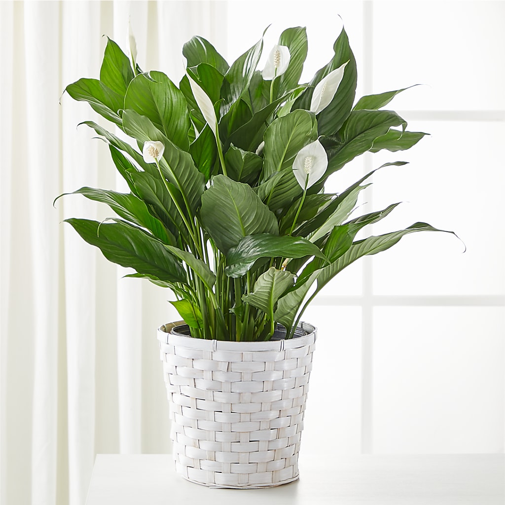 A New Leaf Peace Lily – CHURCHLAND'S VILLAGE FLOWER SHOP INC, Portsmouth VA
