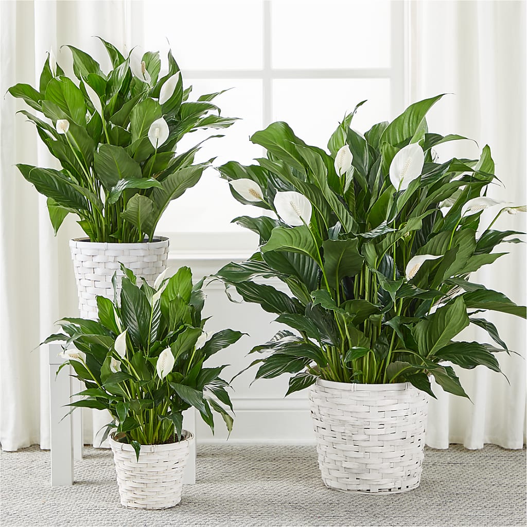 A New Leaf Peace Lily – CHURCHLAND'S VILLAGE FLOWER SHOP INC, Portsmouth VA